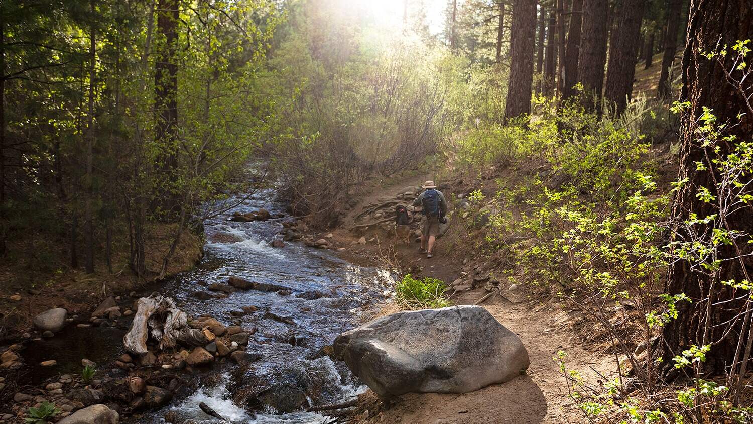 hike-the-thrilling-bitterbrush-trail-at-galena-creek-park