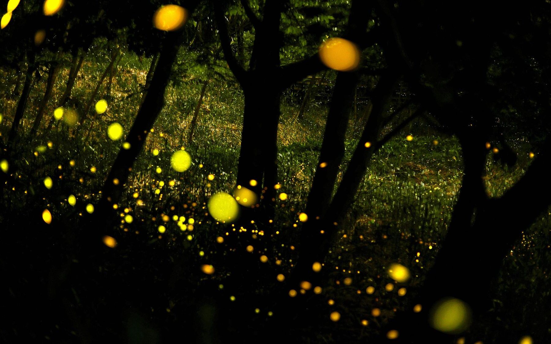 Magical-Firefly-Forests-That-Glow-At-Night magical-firefly-forests-that-glow-at-night