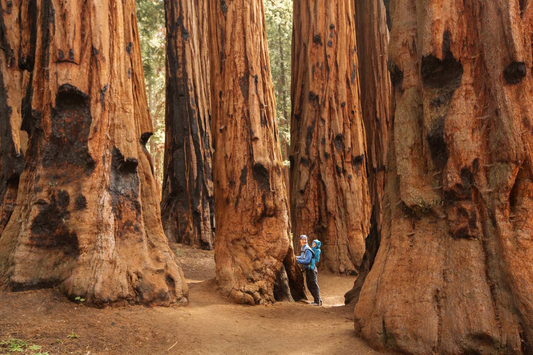 majestic-giants-of-redwood-national-park