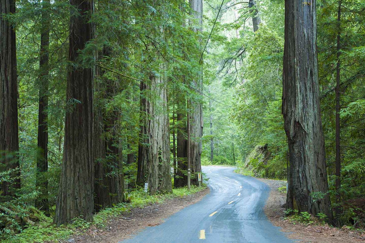 Majestic-Mailliard-Redwoods-Await-Your-Adventure majestic-mailliard-redwoods-await-your-adventure