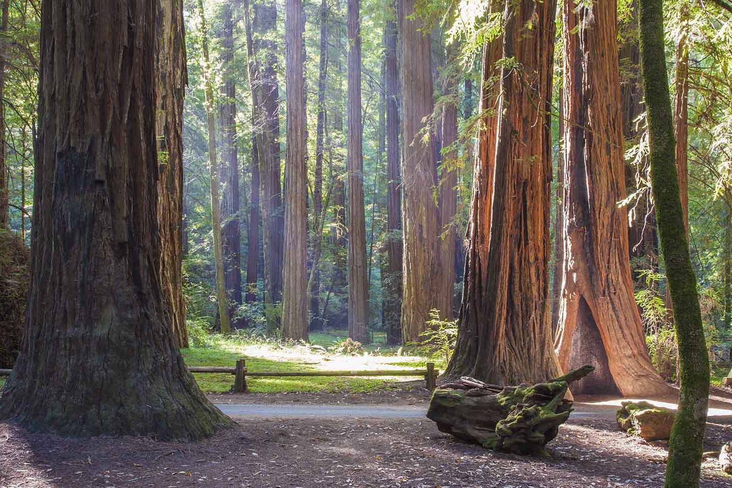 majestic-wonders-of-armstrong-redwoods-forest