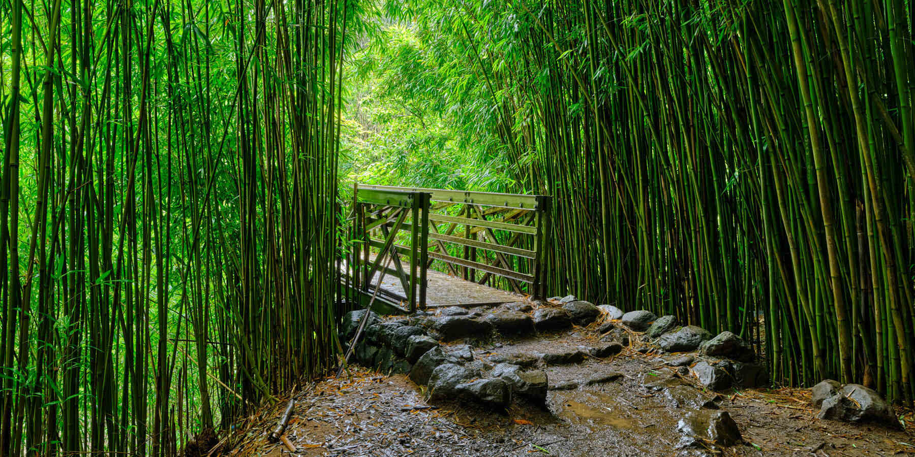 Maui8217s-Bamboo-Forest-8211-Hidden-Hike-To-Waterfalls mauis-bamboo-forest-hidden-hike-to-waterfalls