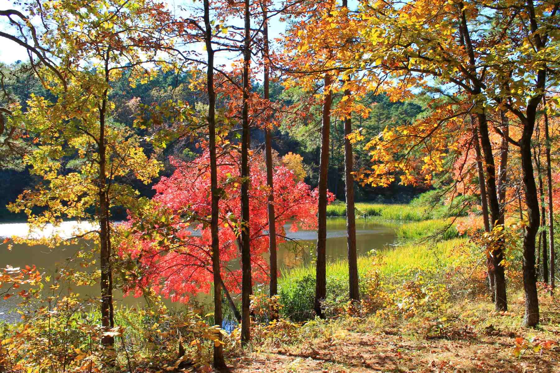 menas-mesmerizing-fall-foliage-in-the-ouachita-mountains