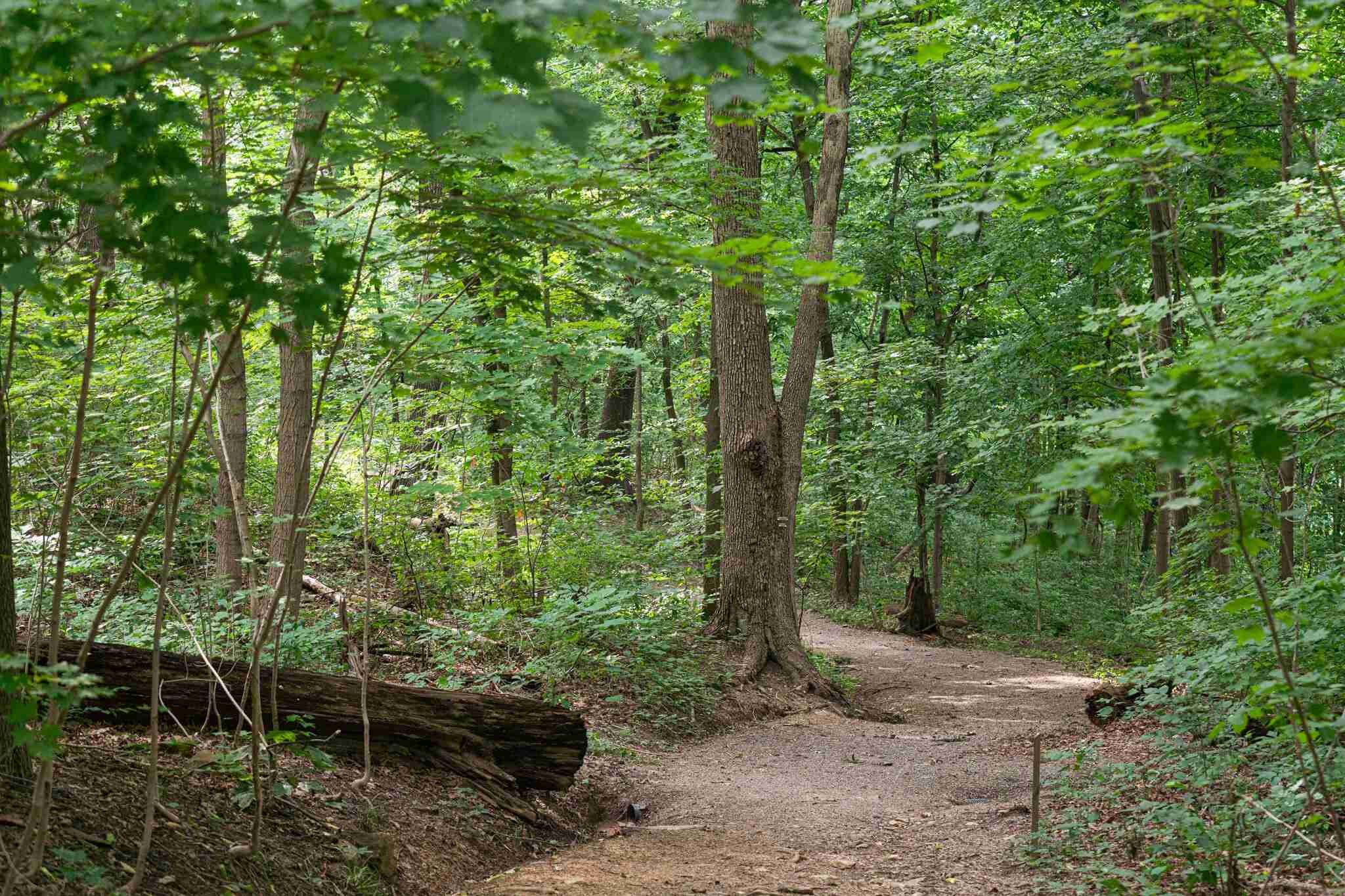 morgantowns-enchanting-arboretum-awaits