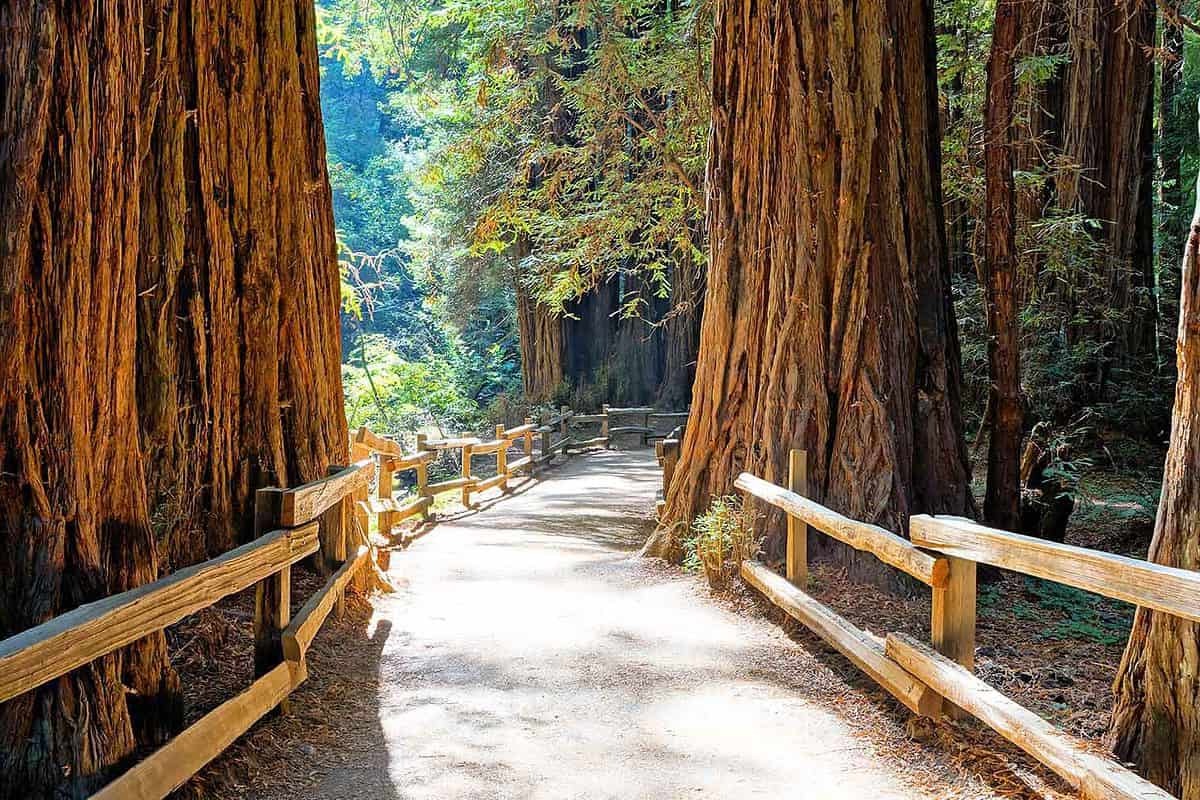 Muir Woods National Monument California s Coastal Redwoods 