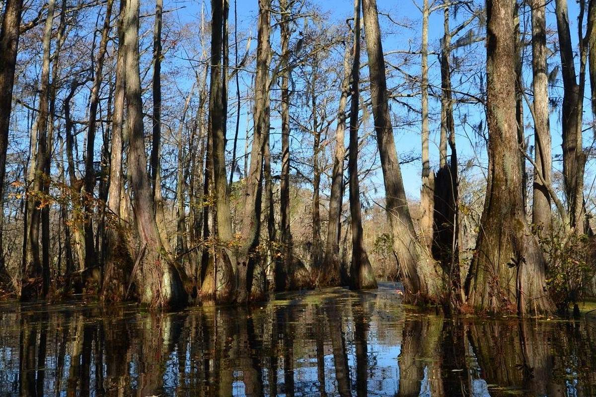 mystical-adventures-in-merchants-millponds-cypress-swamp