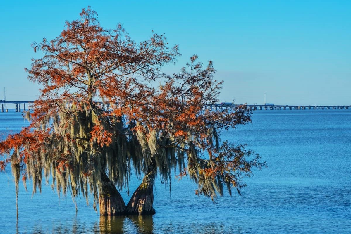 mystical-allure-of-santees-submerged-forest