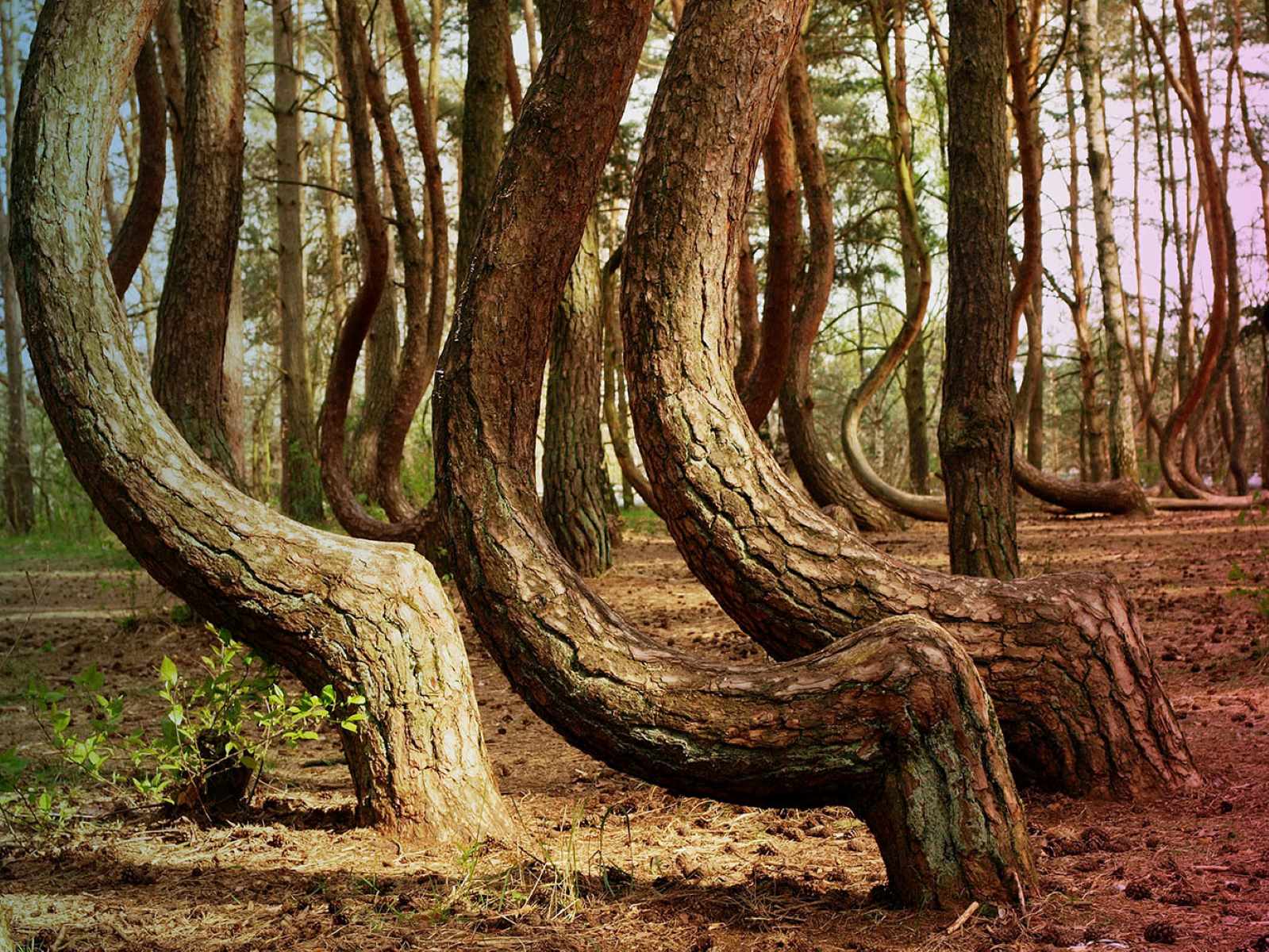 Mystical-Crooked-Forest-Of-Oddly-Shaped-Pine-Trees mystical-crooked-forest-of-oddly-shaped-pine-trees