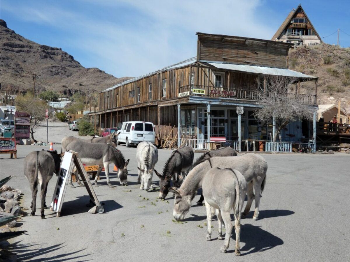 oatmans-enchanting-burro-parade