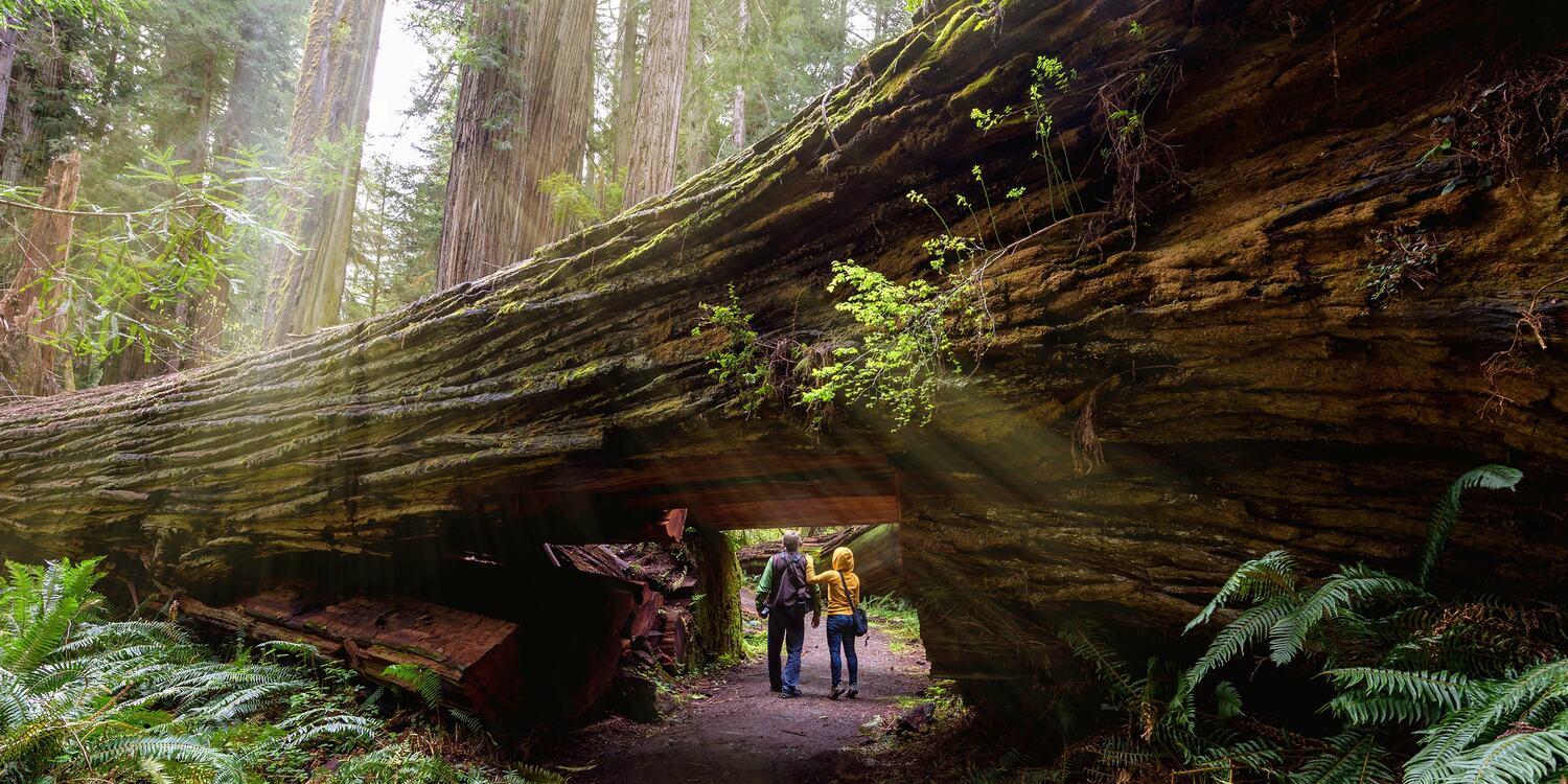redwood-national-park-walking-among-giants