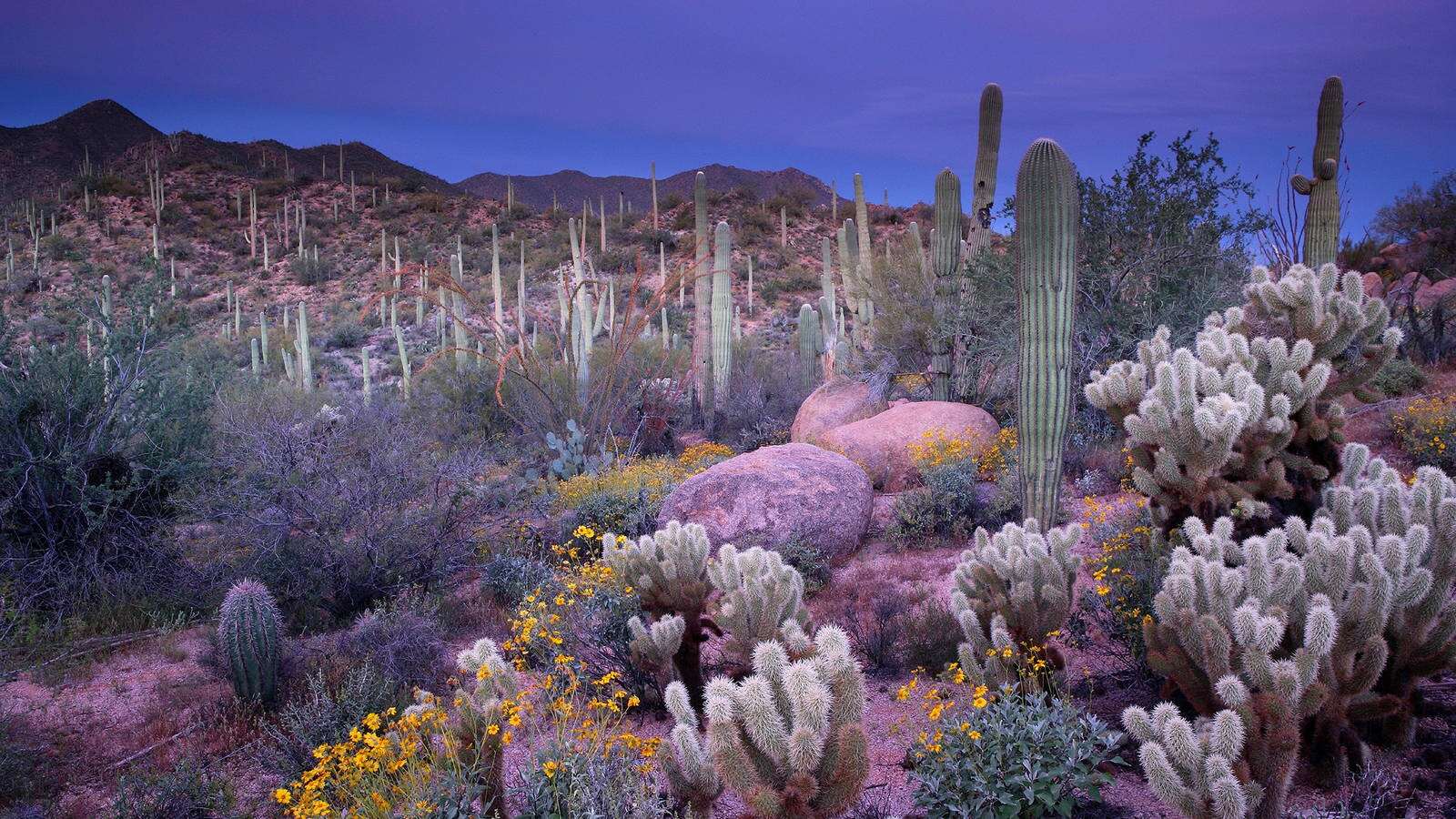 saguaro-national-park-arizonas-cacti-dotted-landscape
