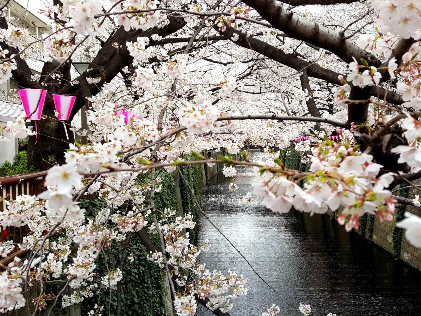Secrets-Of-Haiku-Poetry-And-Japan8217s-Cherry-Blossoms secrets-of-haiku-poetry-and-japans-cherry-blossoms