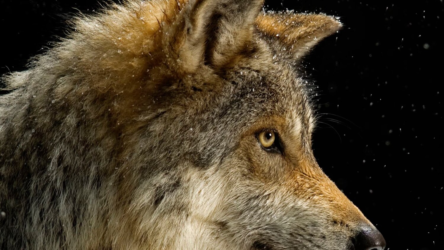 Secrets-Of-Serbia8217s-National-Animal-The-Gray-Wolf secrets-of-serbias-national-animal-the-gray-wolf