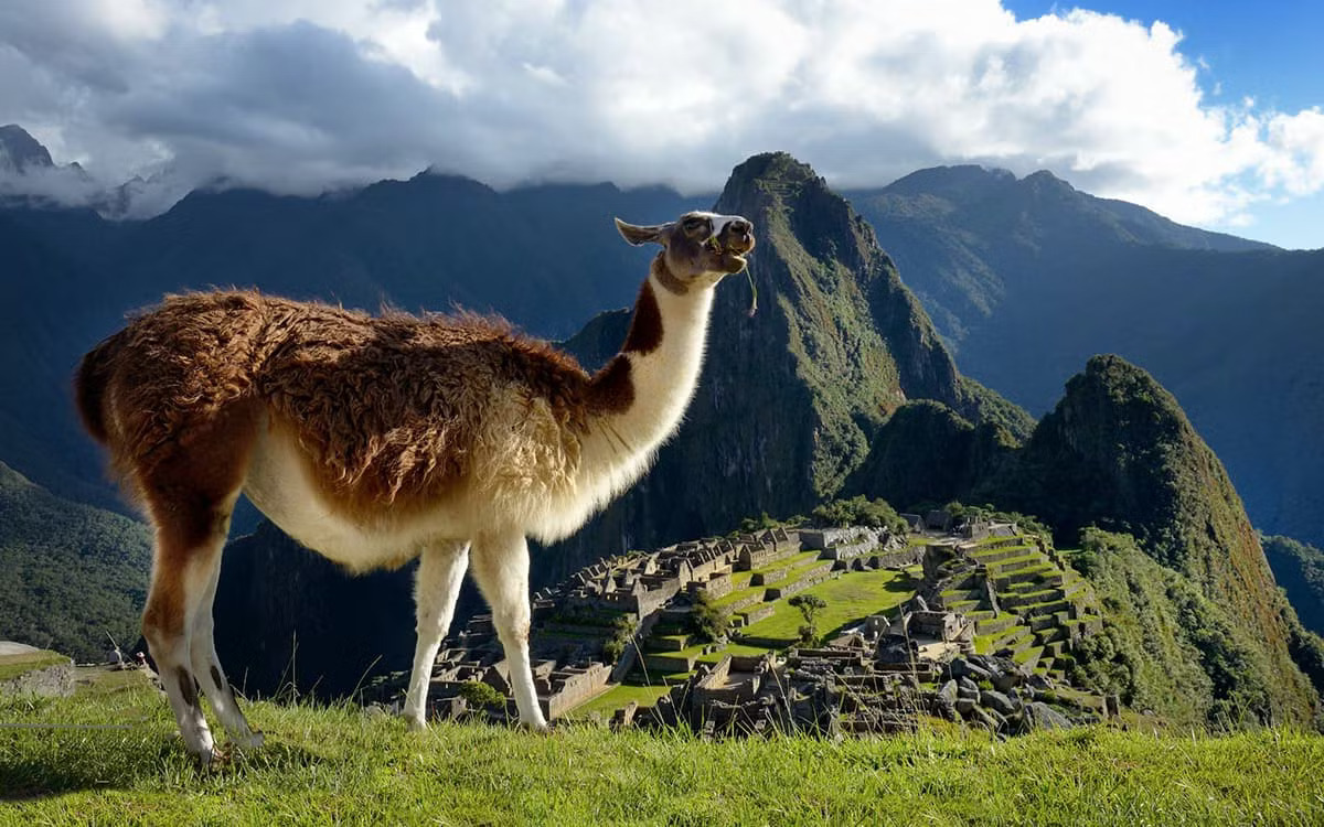 Secrets-You-Never-Knew-About-Llamas-In-Peru secrets-you-never-knew-about-llamas-in-peru
