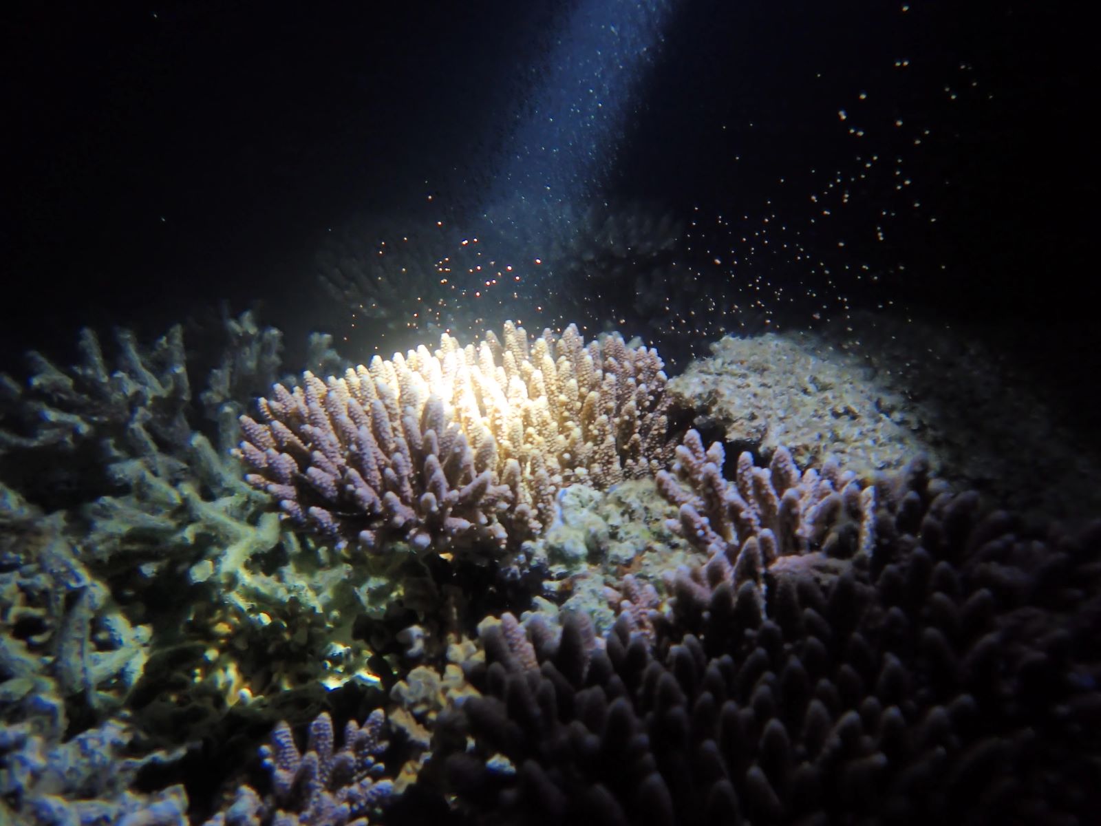 Stunning-Locations-To-Witness-Massive-Coral-Spawning stunning-locations-to-witness-massive-coral-spawning