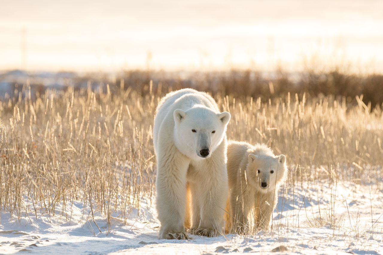 Stunning-Locations-To-Witness-Polar-Bear-Migrations stunning-locations-to-witness-polar-bear-migrations