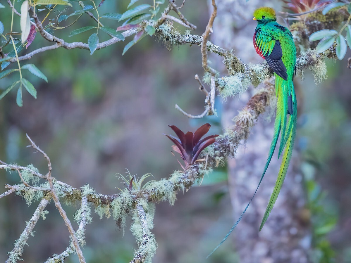 the-fascinating-story-behind-guatemalas-national-bird
