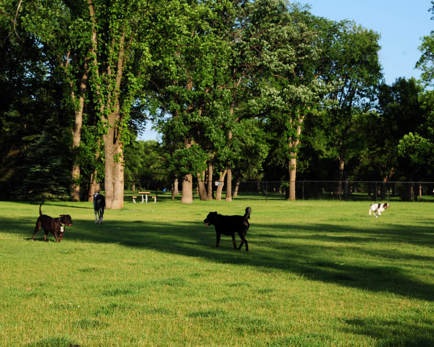 Unleash Fun At Grand Forks' Lincoln Drive Dog Park