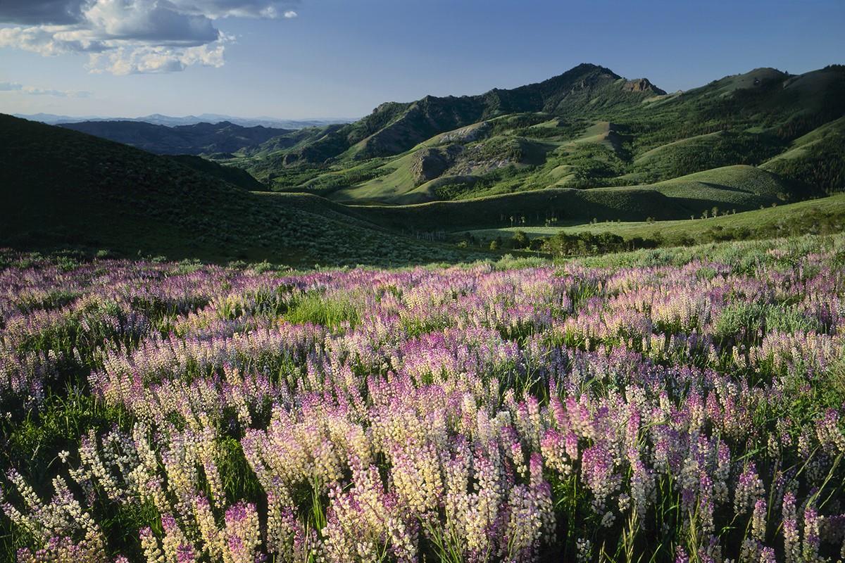 unveil-the-hidden-wonders-of-jarbidge-wilderness