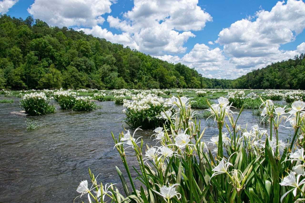 Unveil-The-Magic-Of-Cahaba-River8217s-Rare-Lilies unveil-the-magic-of-cahaba-rivers-rare-lilies
