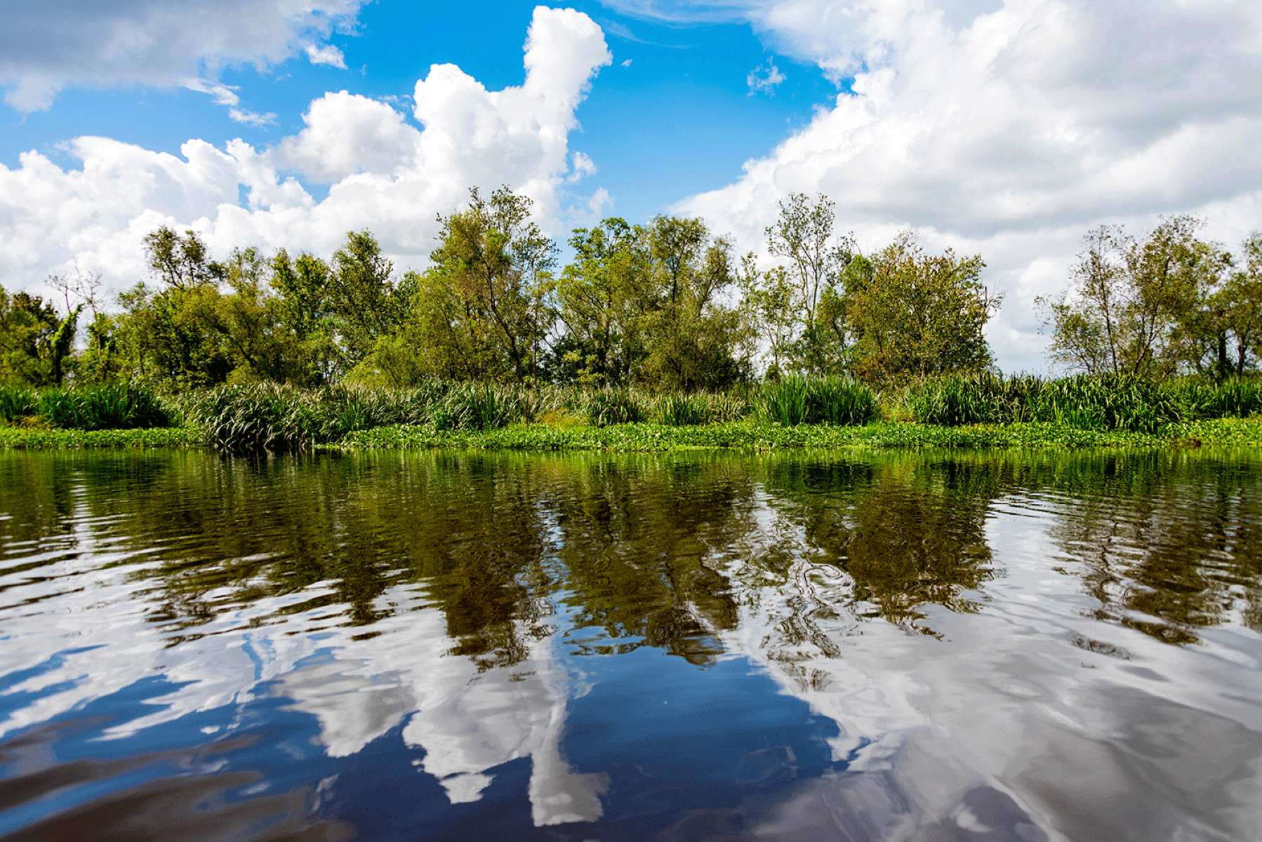 unveil-the-magic-of-dugas-canal-in-des-allemands