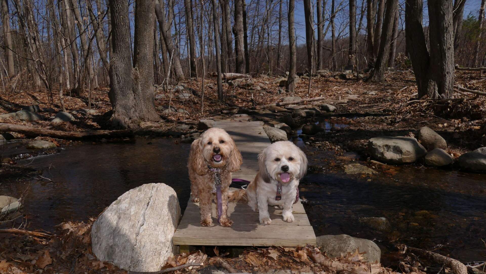unveil-the-magic-of-killinglys-cat-hollow-park