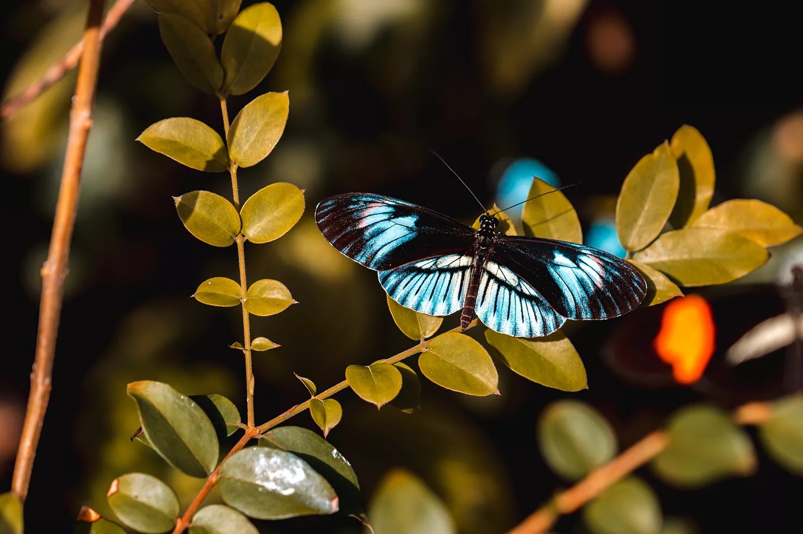 Vibrant-Butterfly-Valleys-That-Inspire-Wonder vibrant-butterfly-valleys-that-inspire-wonder