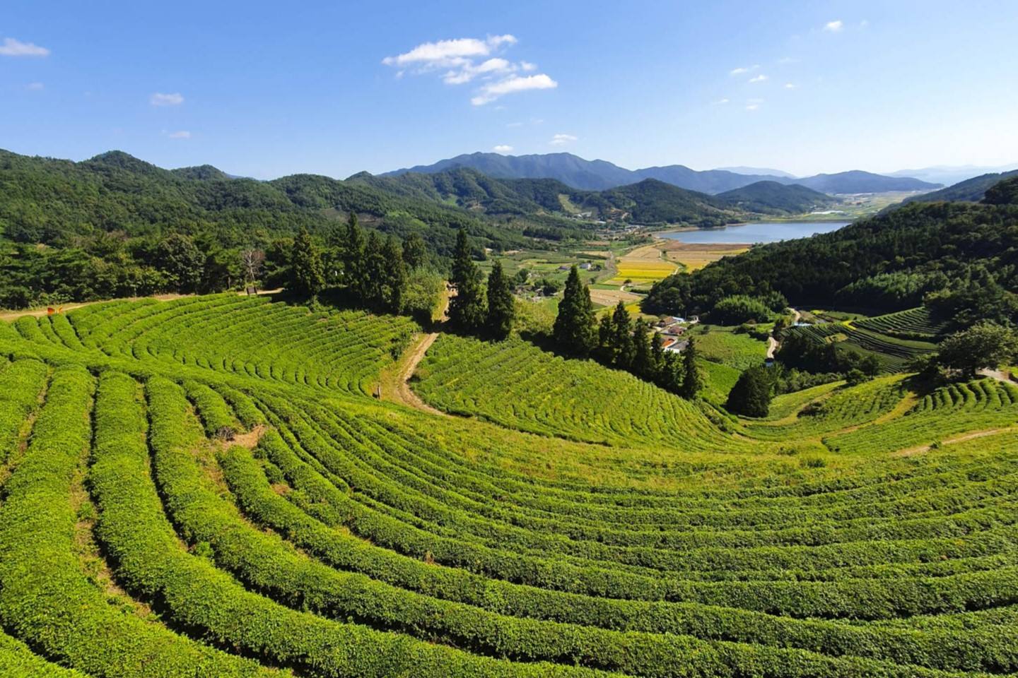 vibrant-tea-plantations-with-misty-mountain-backdrops