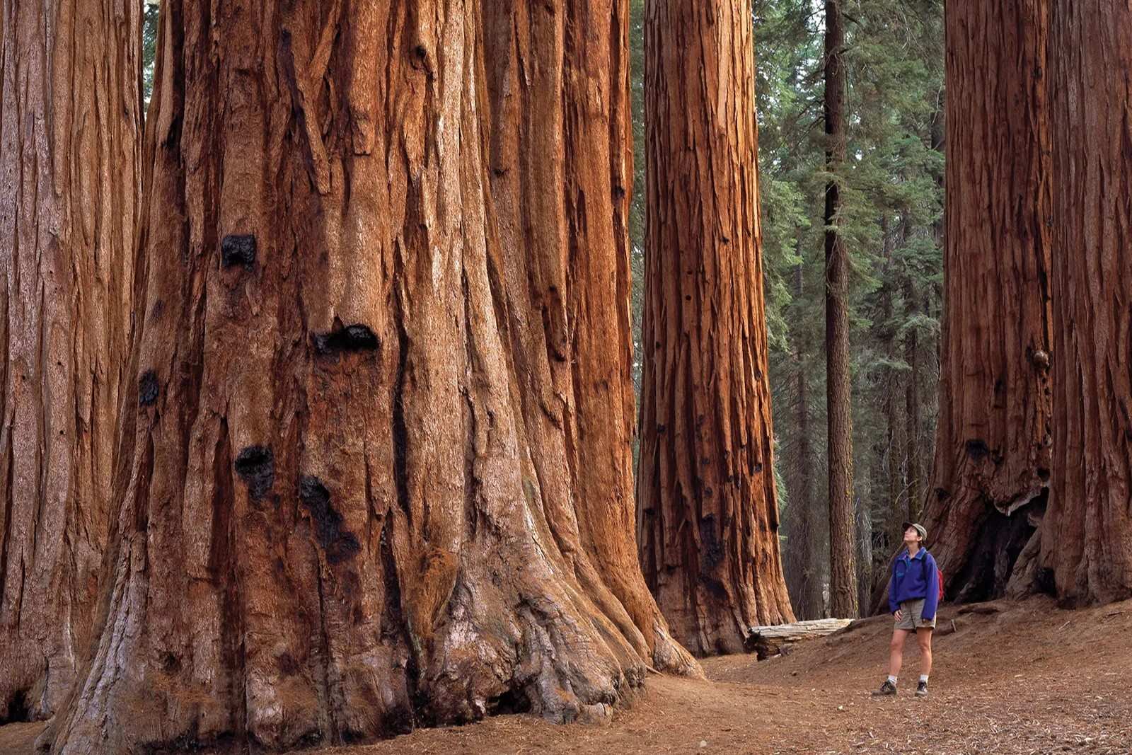 Wander-Among-Giants-At-Sequoia-National-Park wander-among-giants-at-sequoia-national-park
