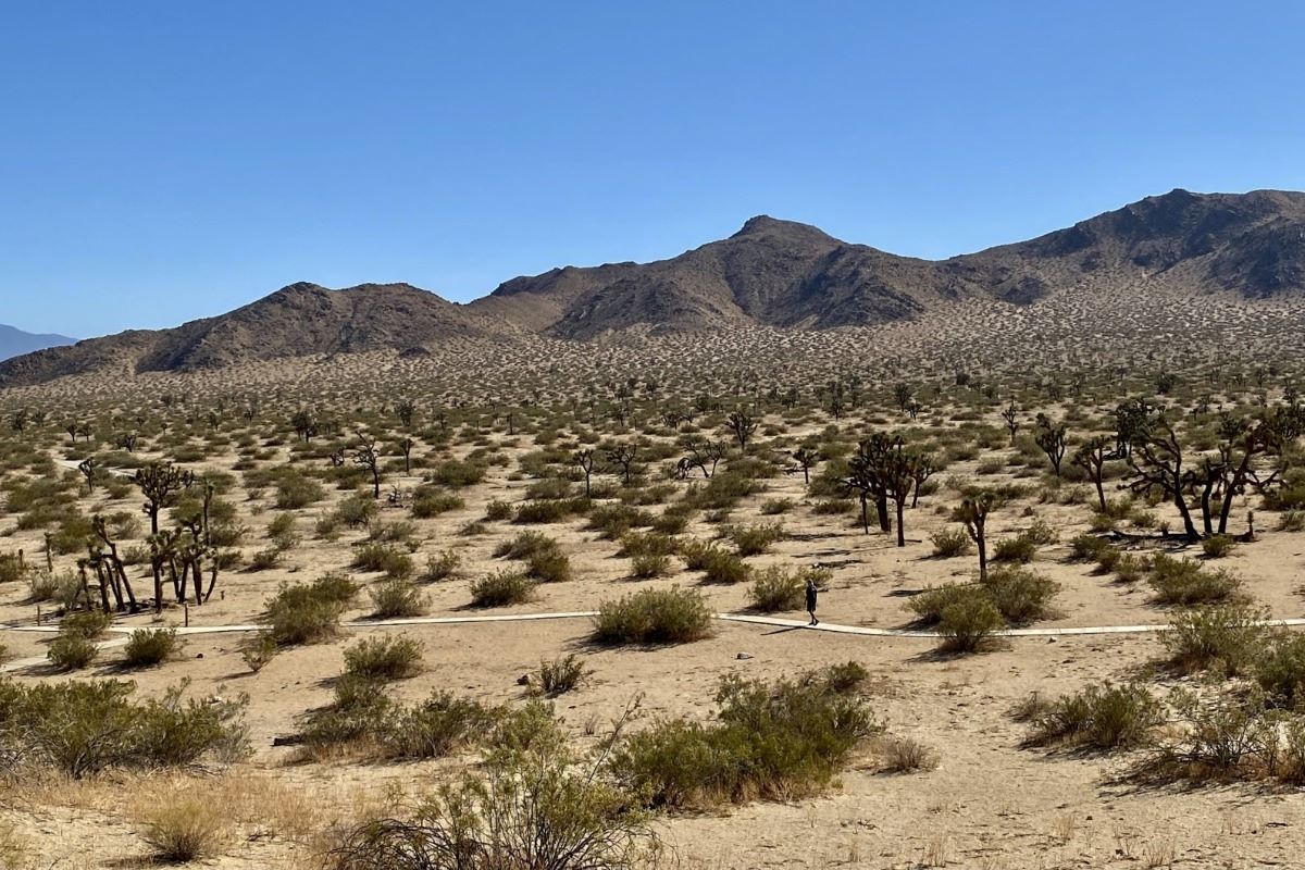 Wander-Through-Saddleback-Butte8217s-Enchanting-Joshua-Trees wander-through-saddleback-buttes-enchanting-joshua-trees
