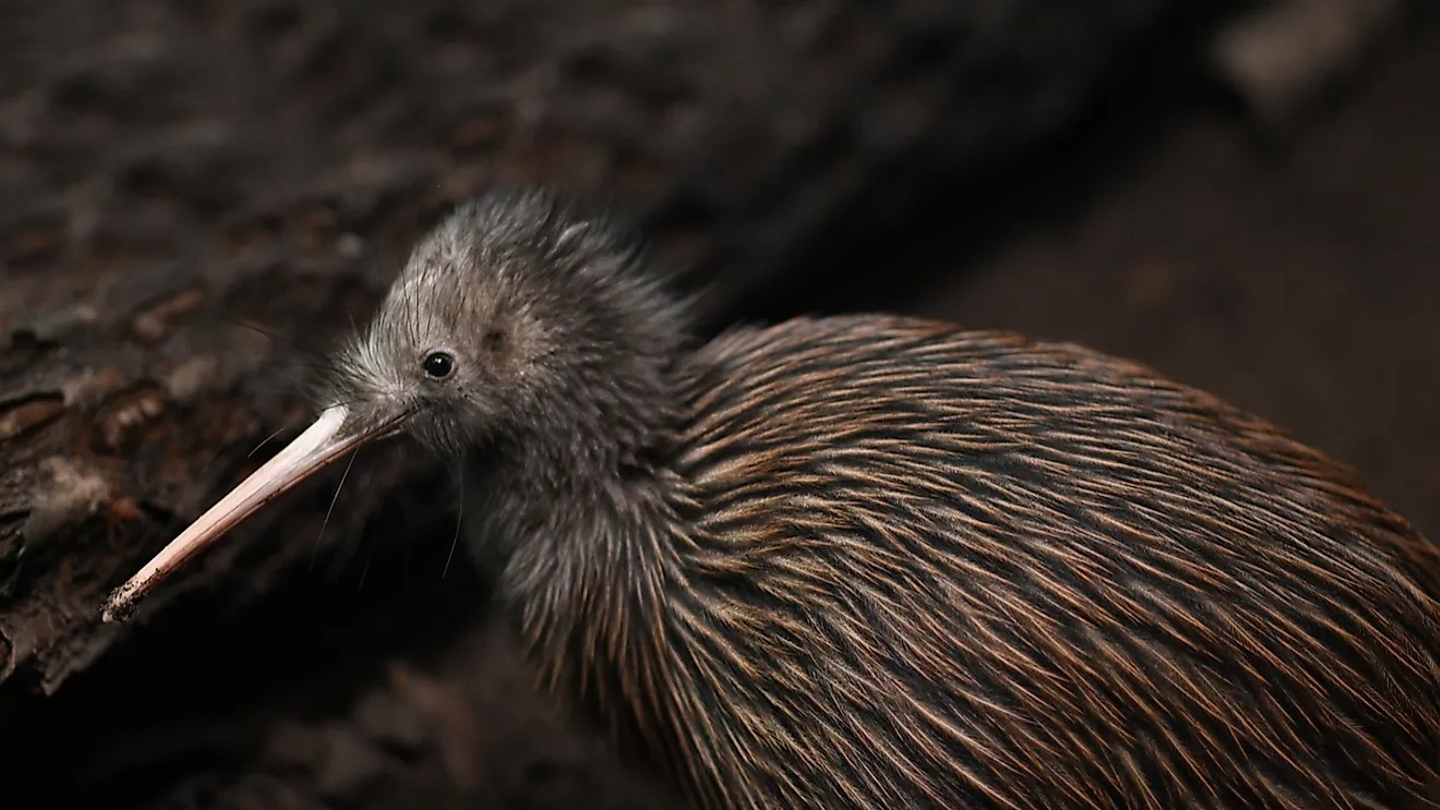 What8217s-The-Story-Behind-New-Zealanders-Being-Called-Kiwis whats-the-story-behind-new-zealanders-being-called-kiwis