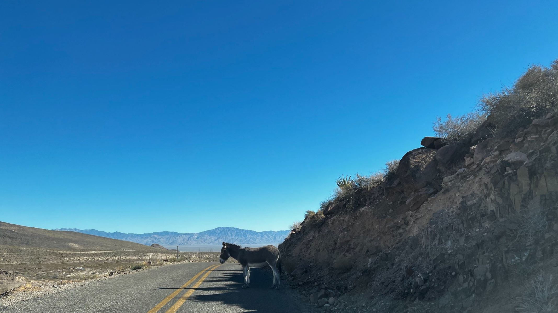 wild-burro-adventures-on-route-66s-oatman-highway