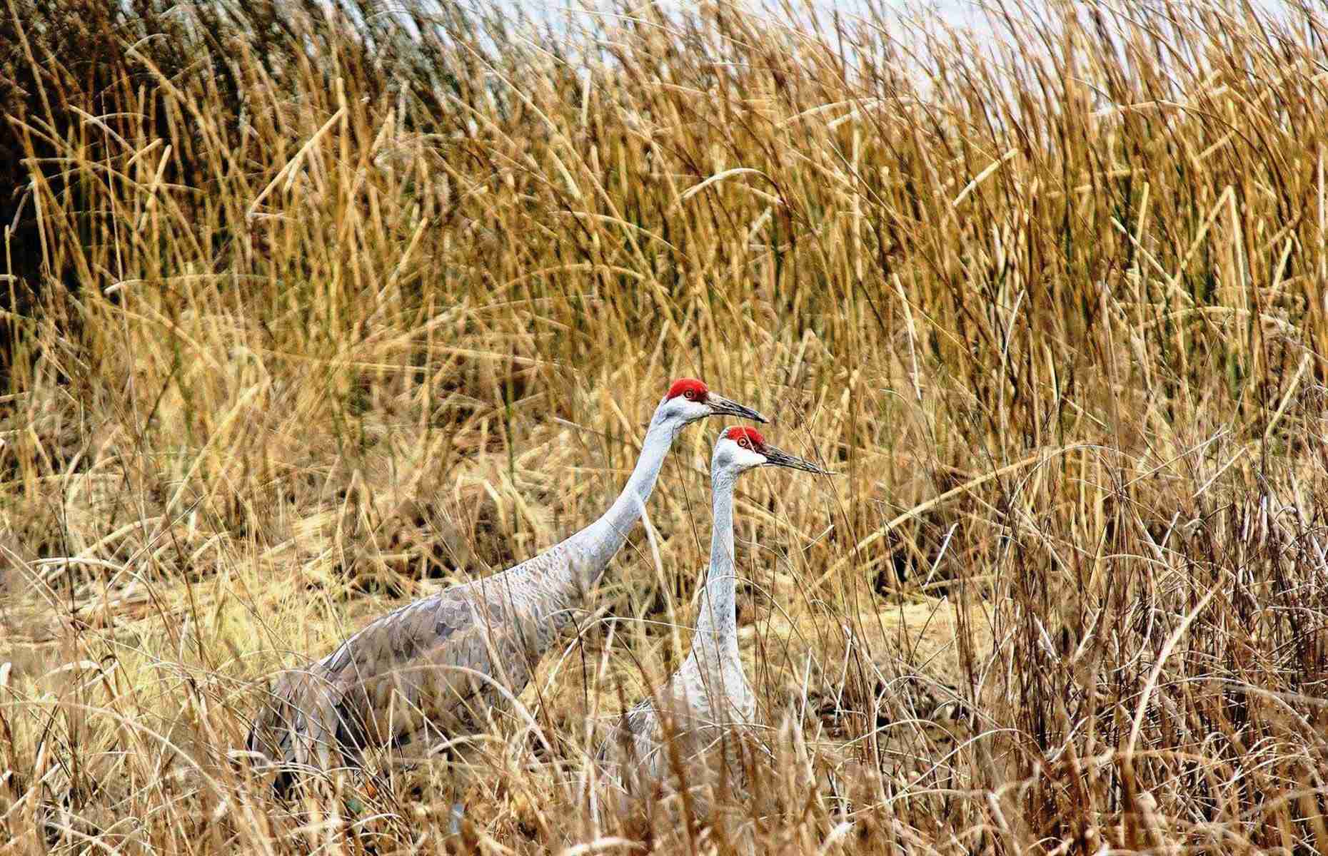 Wild-Encounters-At-Mississippi-Sandhill-Crane-Refuge wild-encounters-at-mississippi-sandhill-crane-refuge