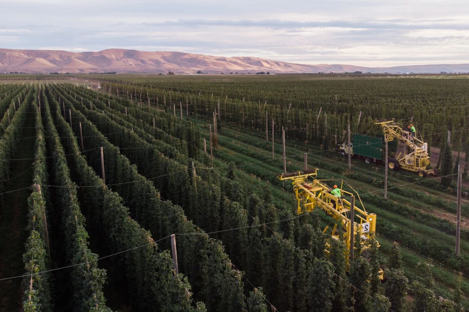 yakima-valley-hops-washingtons-beer-ingredient-heaven