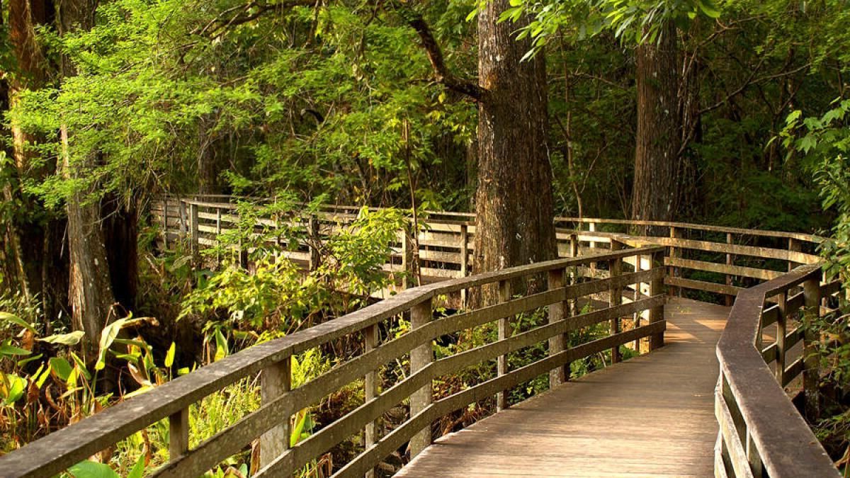 Ancient-Cypress-Wonders-At-Audubon-Corkscrew-Swamp-Sanctuary ancient-cypress-wonders-at-audubon-corkscrew-swamp-sanctuary