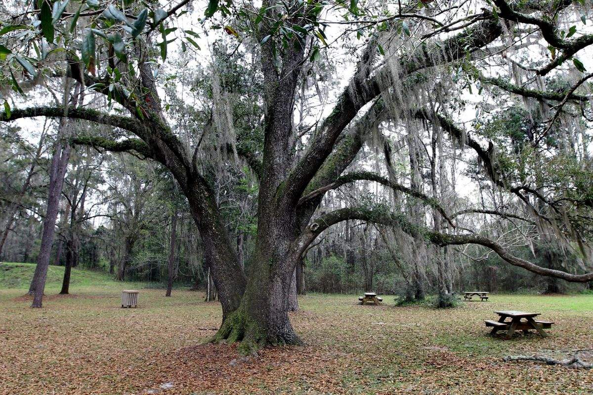 Ancient-Mysteries-Of-Lake-Jackson-Mounds-Await ancient-mysteries-of-lake-jackson-mounds-await
