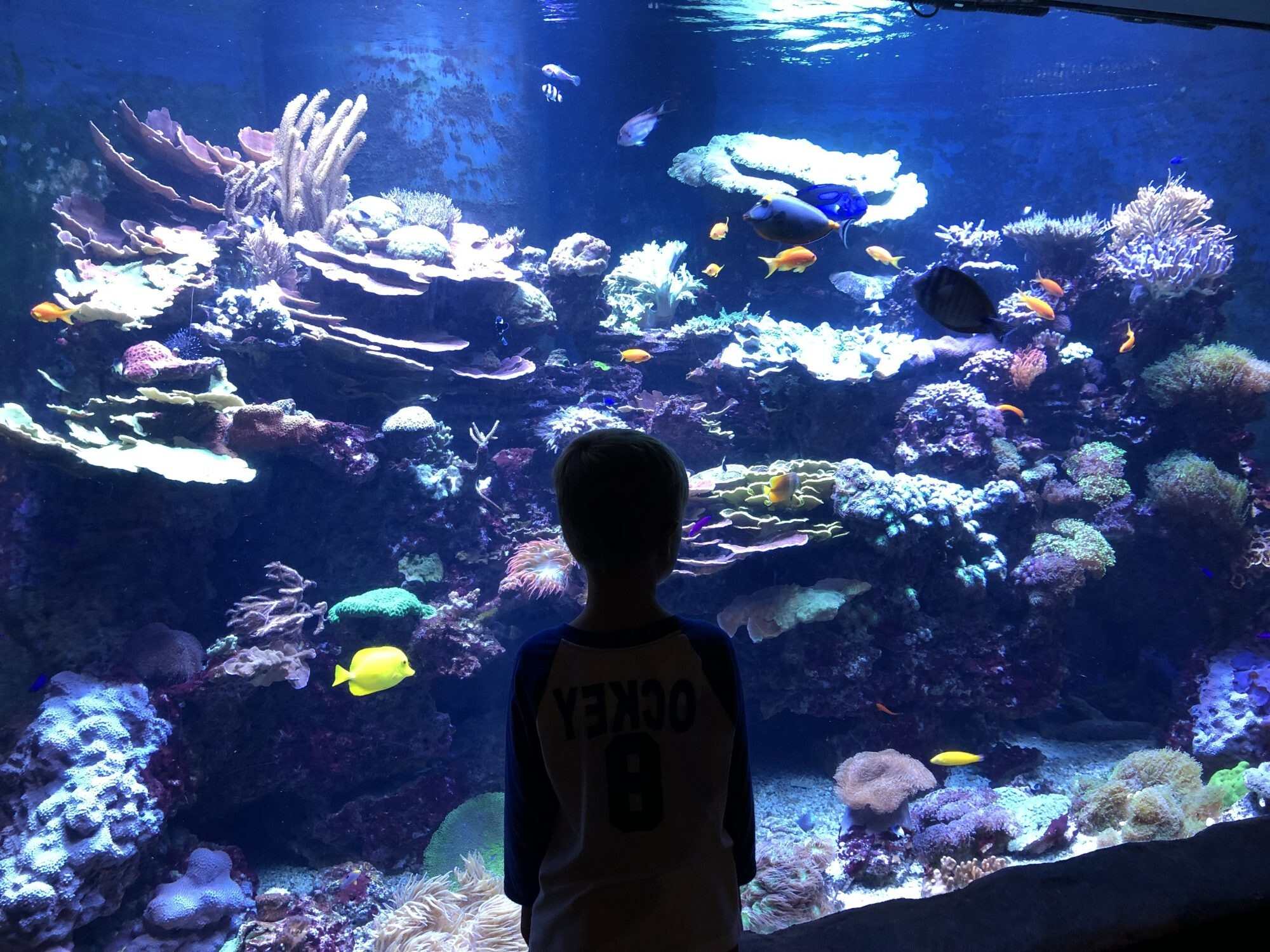 Aquatic-Wonders-Await-At-Loveland-Living-Planet-Aquarium aquatic-wonders-await-at-loveland-living-planet-aquarium