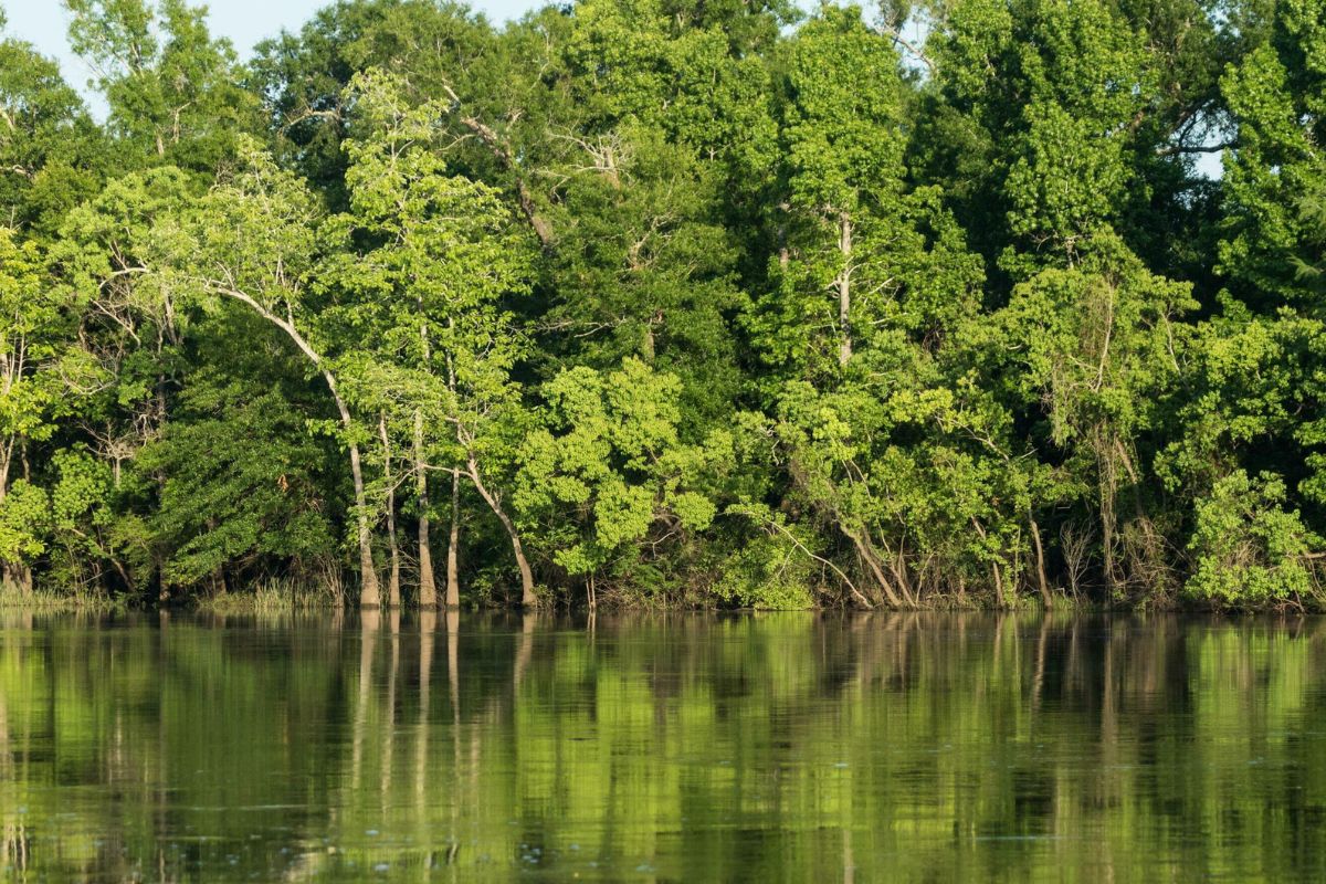 big-thicket-a-wilderness-wonderland-of-life