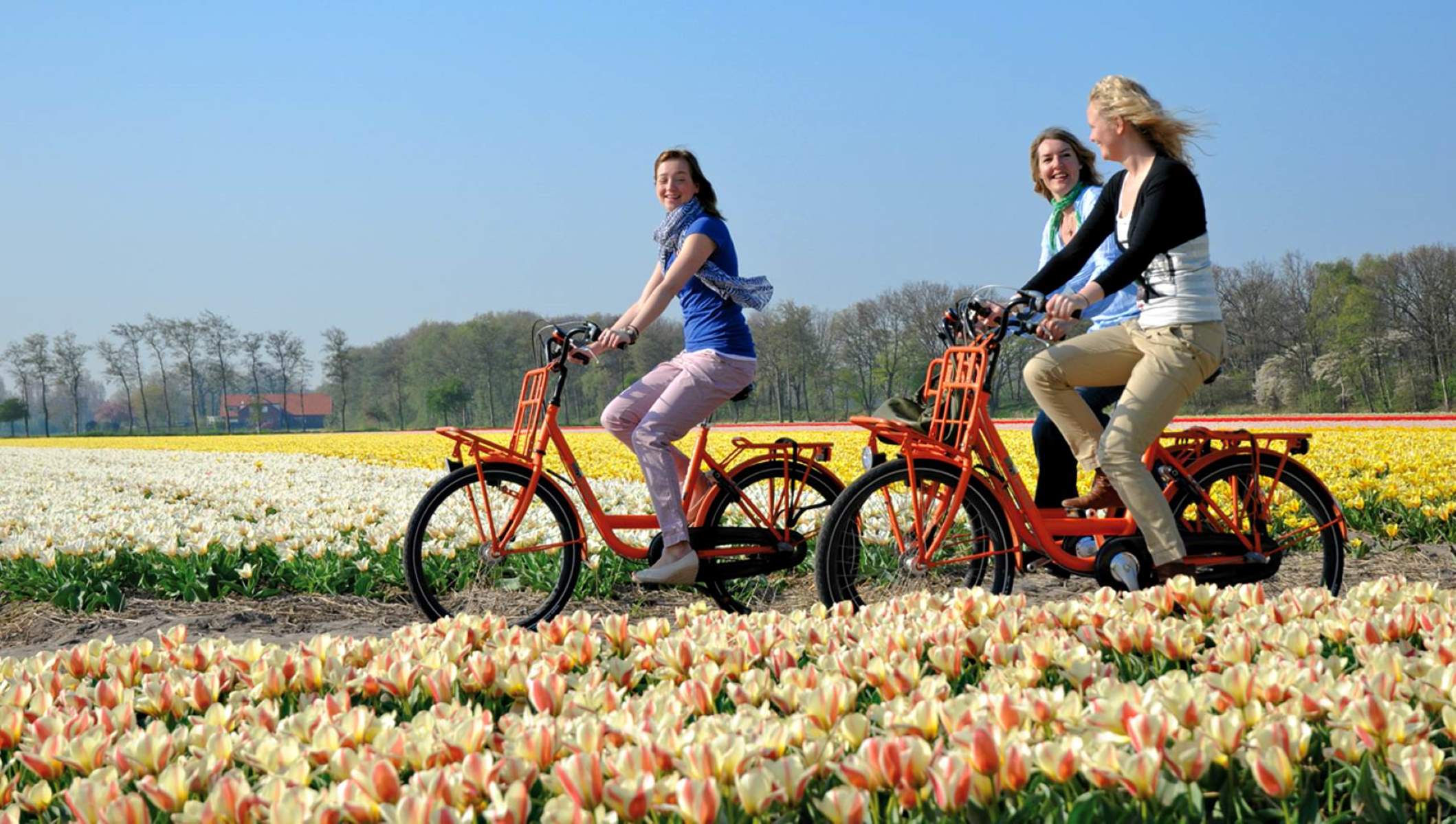 Biking-Through-Amsterdam8217s-Tulip-Fields biking-through-amsterdams-tulip-fields