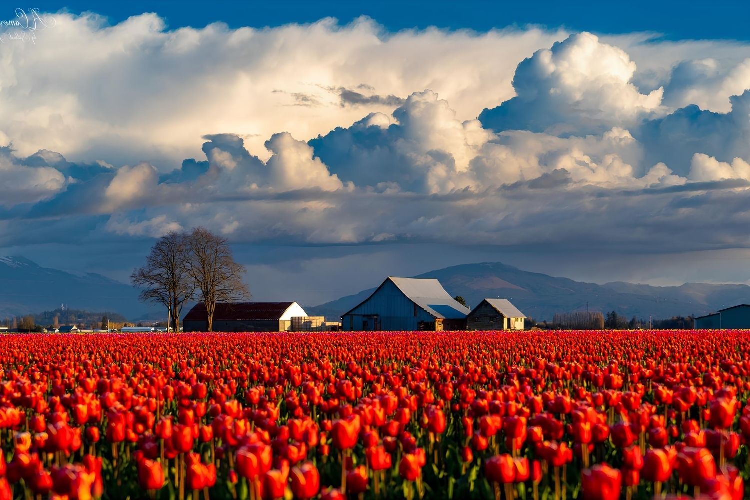 Blooming-Wonderland-Skagit-Valley8217s-Tulip-Fields blooming-wonderland-skagit-valleys-tulip-fields