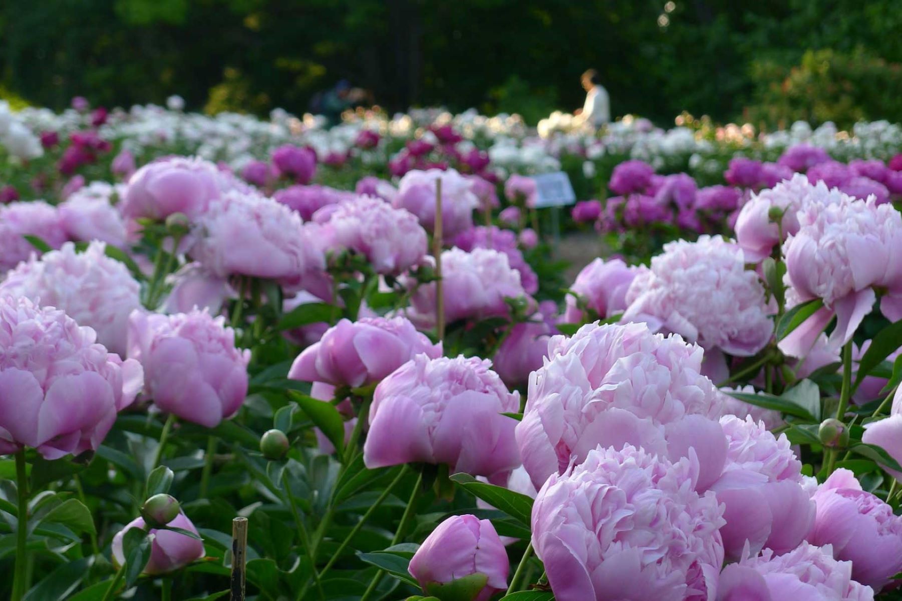 blossom-bliss-at-nichols-arboretum-peony-garden