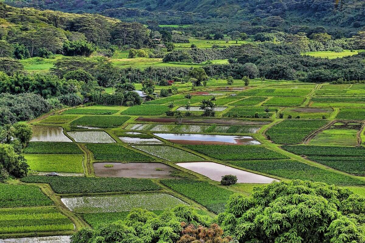 Breathtaking-Views-At-Hanalei-Valley8217s-Taro-Fields breathtaking-views-at-hanalei-valleys-taro-fields