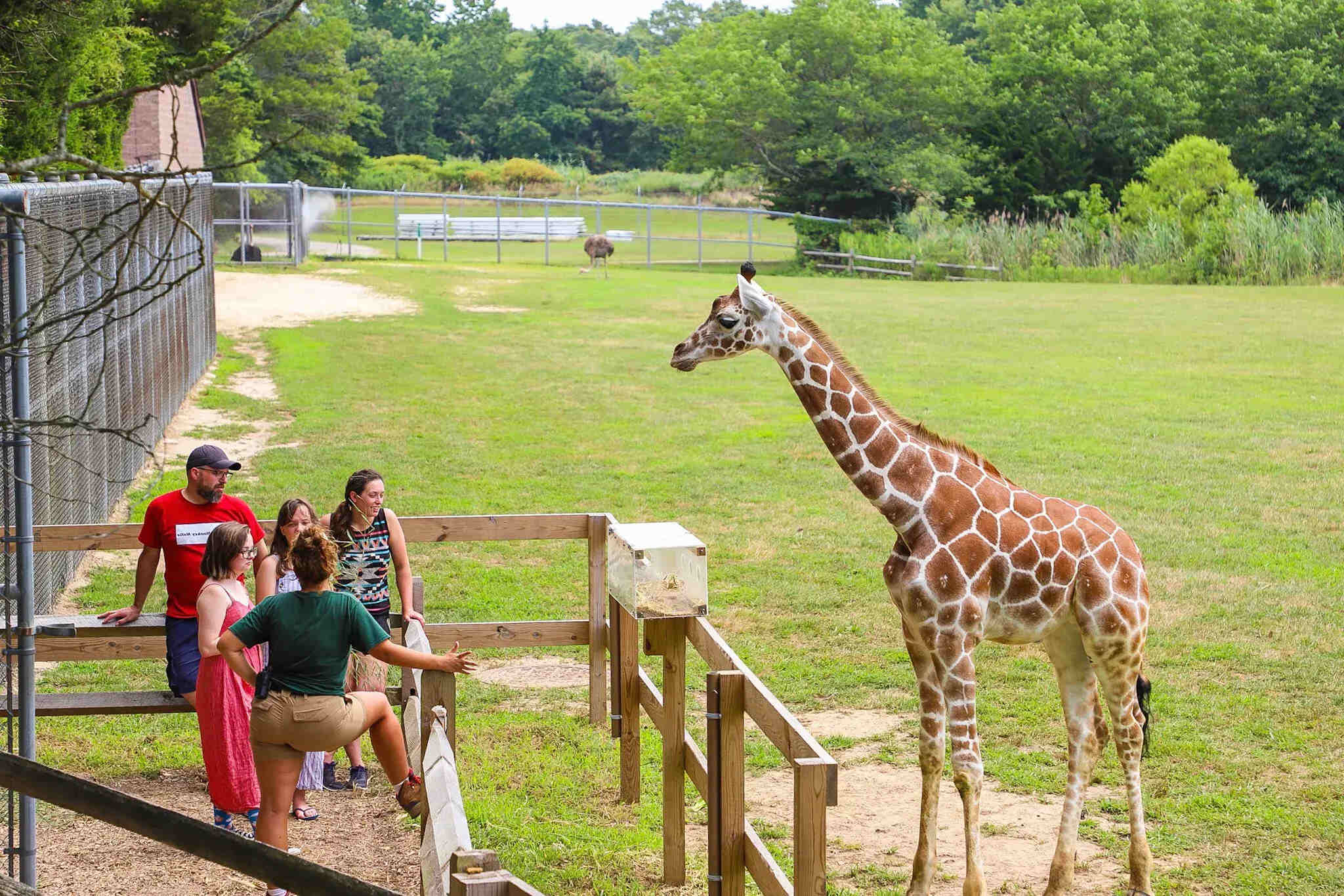 Cape-May-Zoo-Free-Fun-For-The-Whole-Family cape-may-zoo-free-fun-for-the-whole-family
