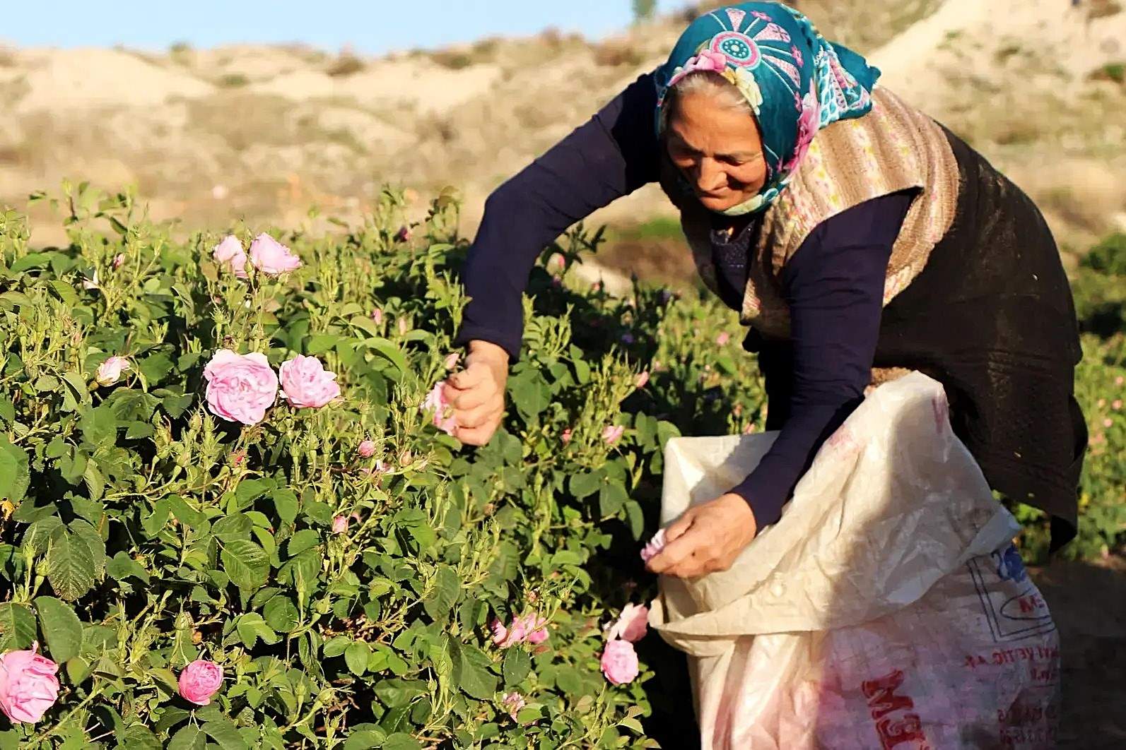 Cappadocia8217s-Hidden-Rose-Picking-Tradition cappadocias-hidden-rose-picking-tradition