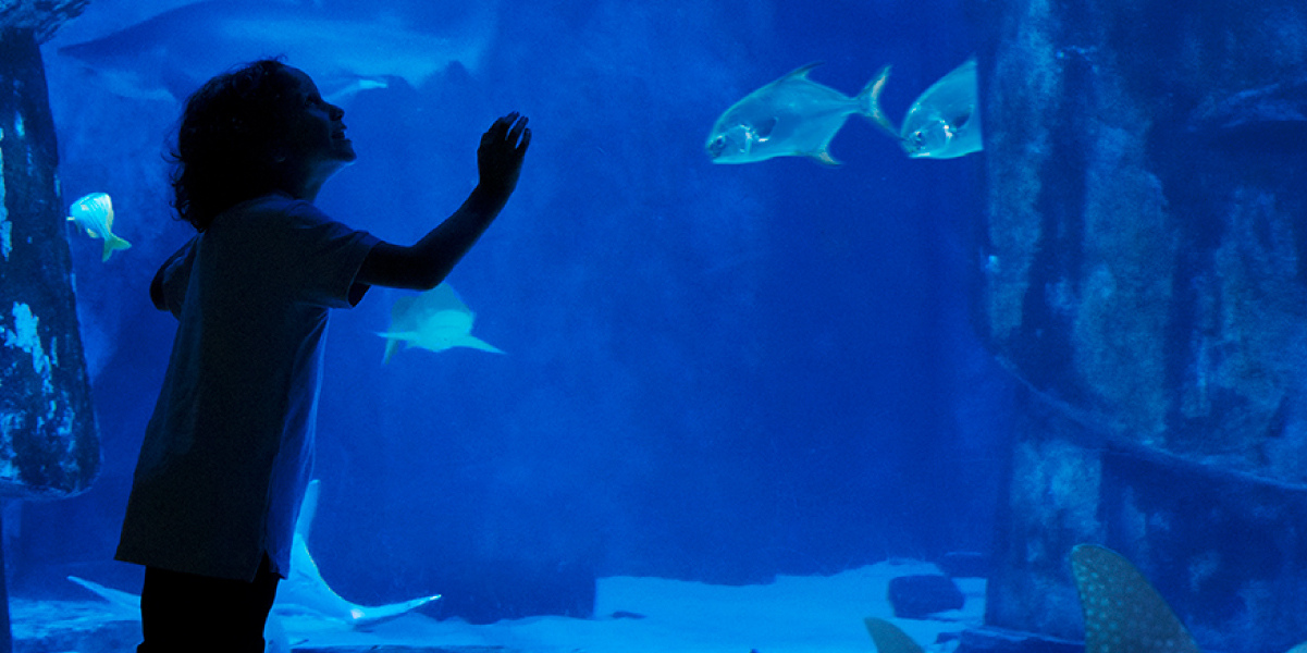 dive-into-adventure-at-sea-life-kansas-city-aquarium