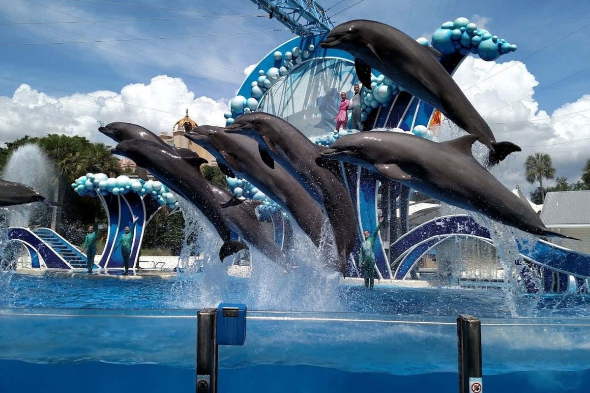 Dive-Into-Adventure-At-SeaWorld-Orlando dive-into-adventure-at-seaworld-orlando