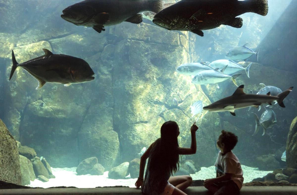 dive-into-oahus-vibrant-waikiki-aquarium-adventure