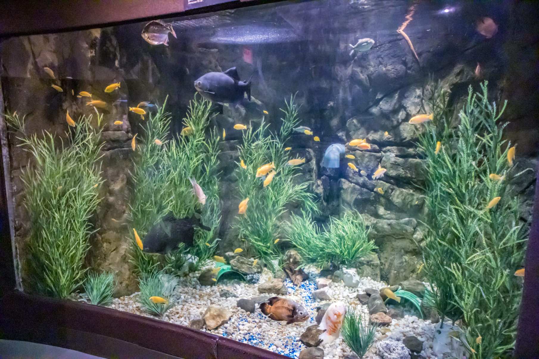 dive-into-wonders-at-catawba-science-centers-aquarium