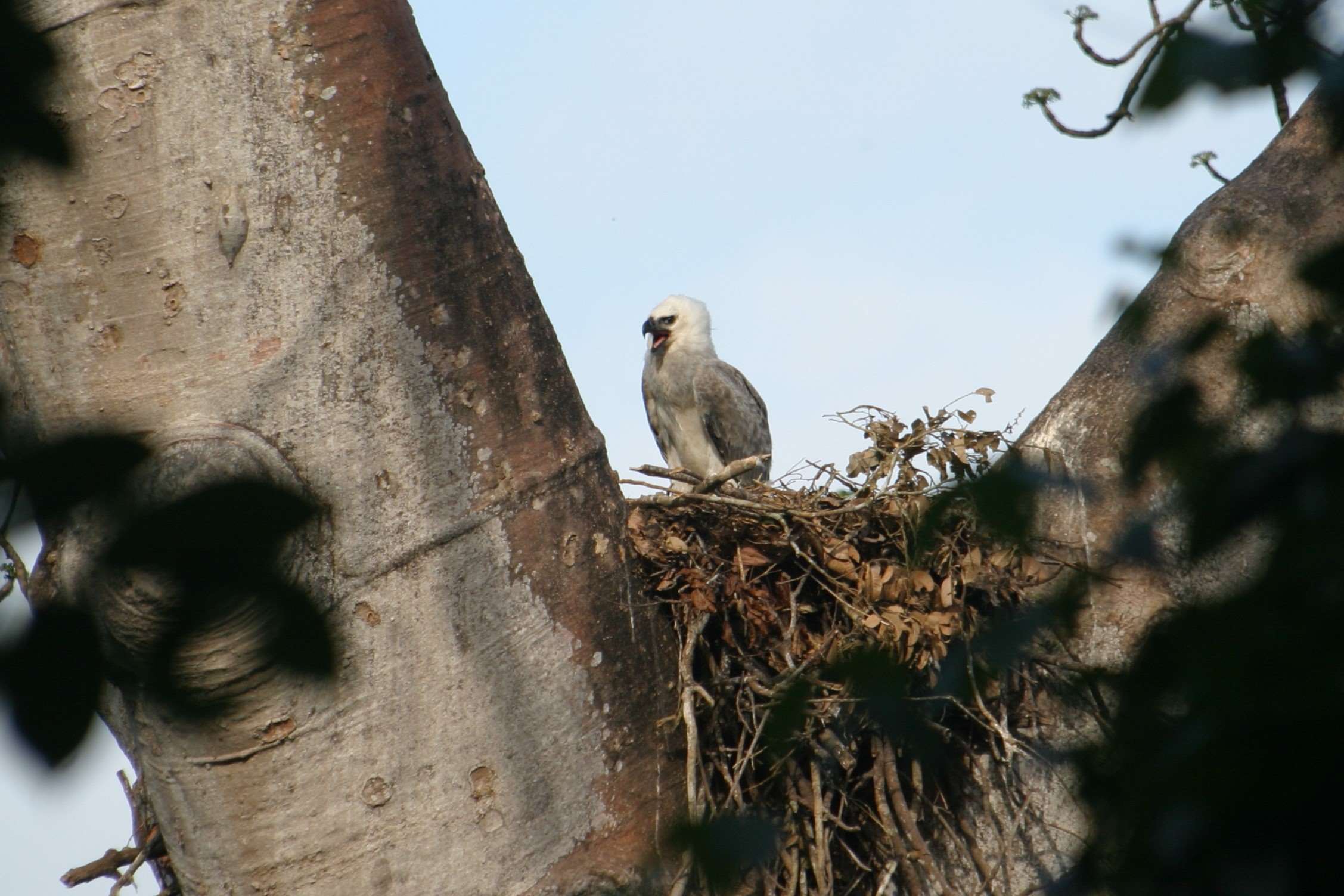 Echoes-Of-The-Eagles-Hidden-Harpy-Eagle-Nests-In-Puerto-Rico echoes-of-the-eagles-hidden-harpy-eagle-nests-in-puerto-rico
