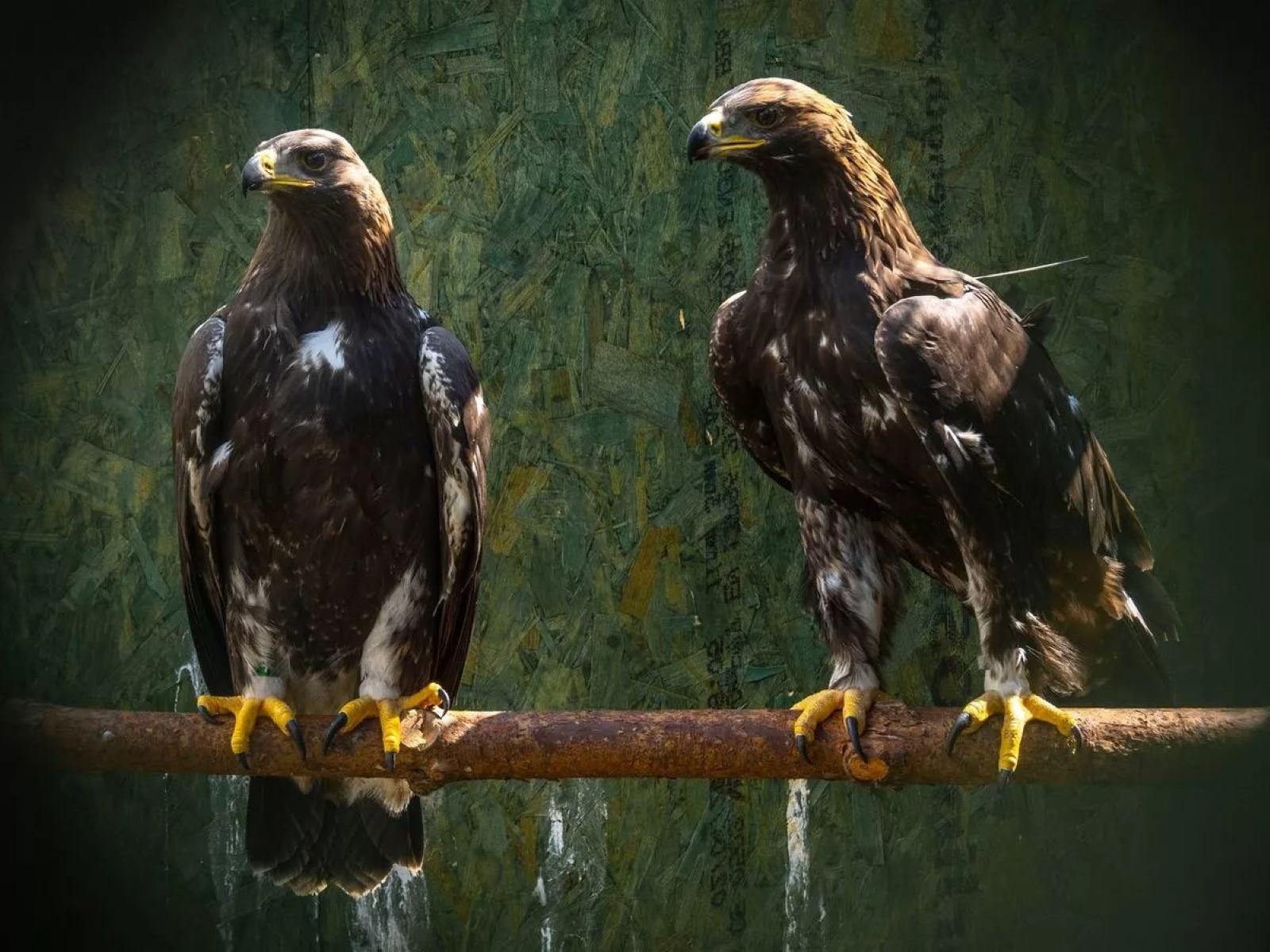 Echoes-Of-The-Eagles-Secret-Nesting-Spots-Of-Rare-Birds echoes-of-the-eagles-secret-nesting-spots-of-rare-birds